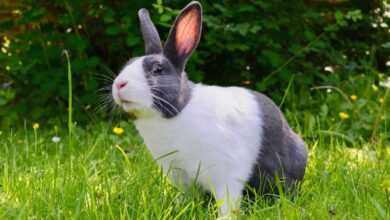 Rabbit Breeds Unveiled: Finding Your Perfect Furry Companion