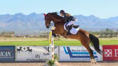 Mastering Horse Jumping Training: Techniques and Best Practices