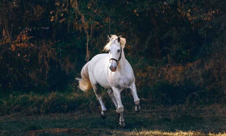 The Art of Grooming a Horse's Mane and Tail for Optimal Health