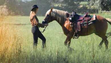 How to Choose the Right Horse Breed for You: Expert Tips