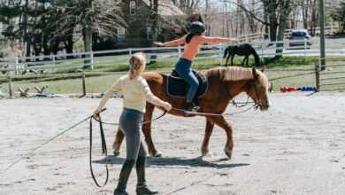 Horse Riding Lessons for Adults: A Journey of Skill and Confidence