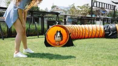 Pet Training Games: Fun Ways to Enhance Learning