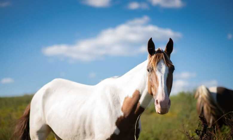 Horse Painting: Unleashing Your Creative Equine Expression