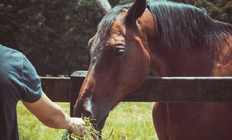 Fueling Champions:The Art and Science of Horse Nutrition