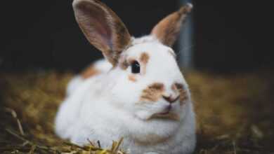 The Art of Litter Training for Your Beloved Rabbit