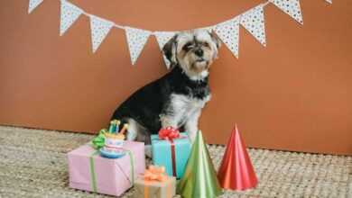 Pet Party Planning