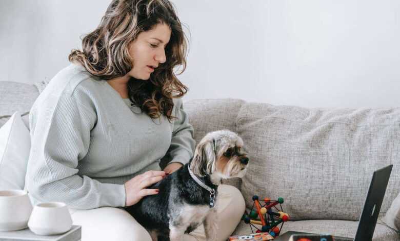 Pet Subscription Boxes: Unboxing the Best Treats and Toys