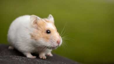 How to Tame a Hamster: A Complete Guide to Building Trust and Affection