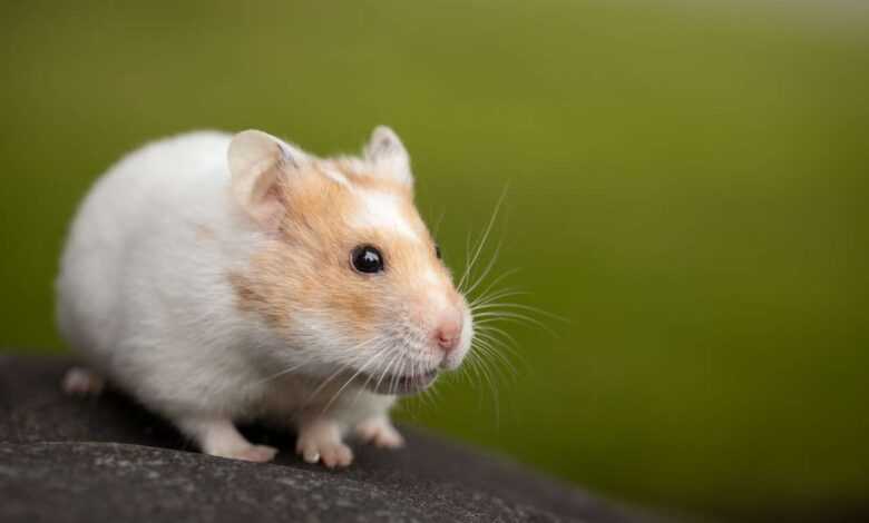 How to Tame a Hamster: A Complete Guide to Building Trust and Affection