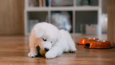 Puppy Biting and Mouthing: A Guide to Teaching Gentle Play