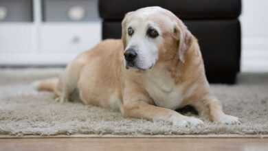 Training for Senior Pets: Keeping Their Minds Active