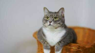 Choosing Feline Companions: Best Cat Breeds for Apartments