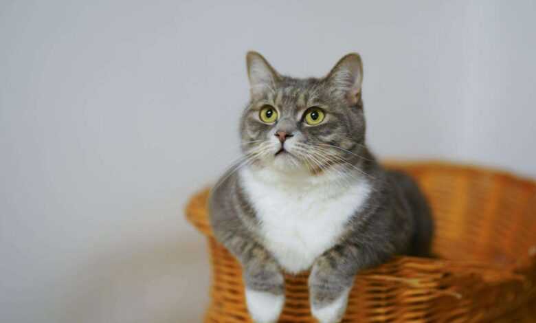 Choosing Feline Companions: Best Cat Breeds for Apartments