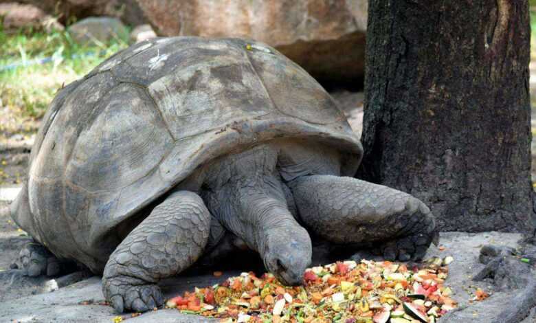 What to Feed a Pet Turtle: Nurturing Your Shell-Clad Companion