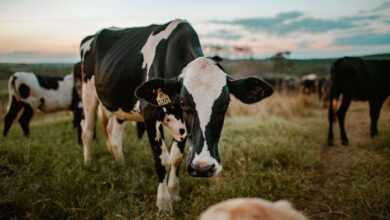 Embrace the Bovine Bond: Exploring the Benefits of Owning a Pet Cow