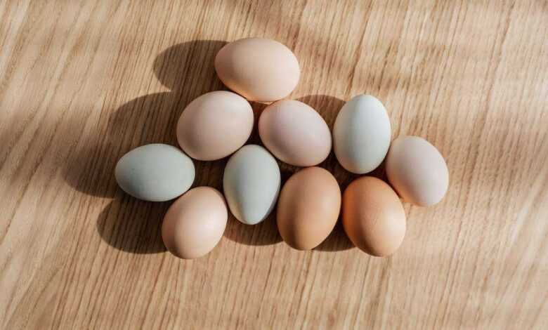 Egg-cellent Breeds: Choosing Chickens for Maximum Egg Production