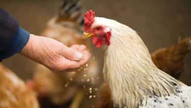 Poultry Nutrition Powerhouse: Optimal Chicken Health and Egg Production