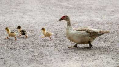 Quacktastic Quackers: How to Keep Ducks Healthy and Happy