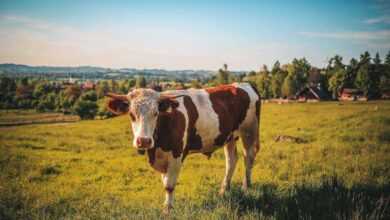 Pet Cow Training: Building a Bond Through Positive Reinforcement