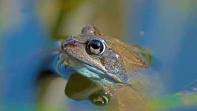 Frog Care and Housing: A Ribbiting Guide to Happy Amphibians