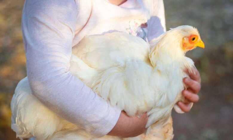 Feathered Nutrition: Top-Notch Chicken Feed Favorites!