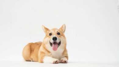 Unleashing Joy: 10 Fun Facts about Your Canine Companion