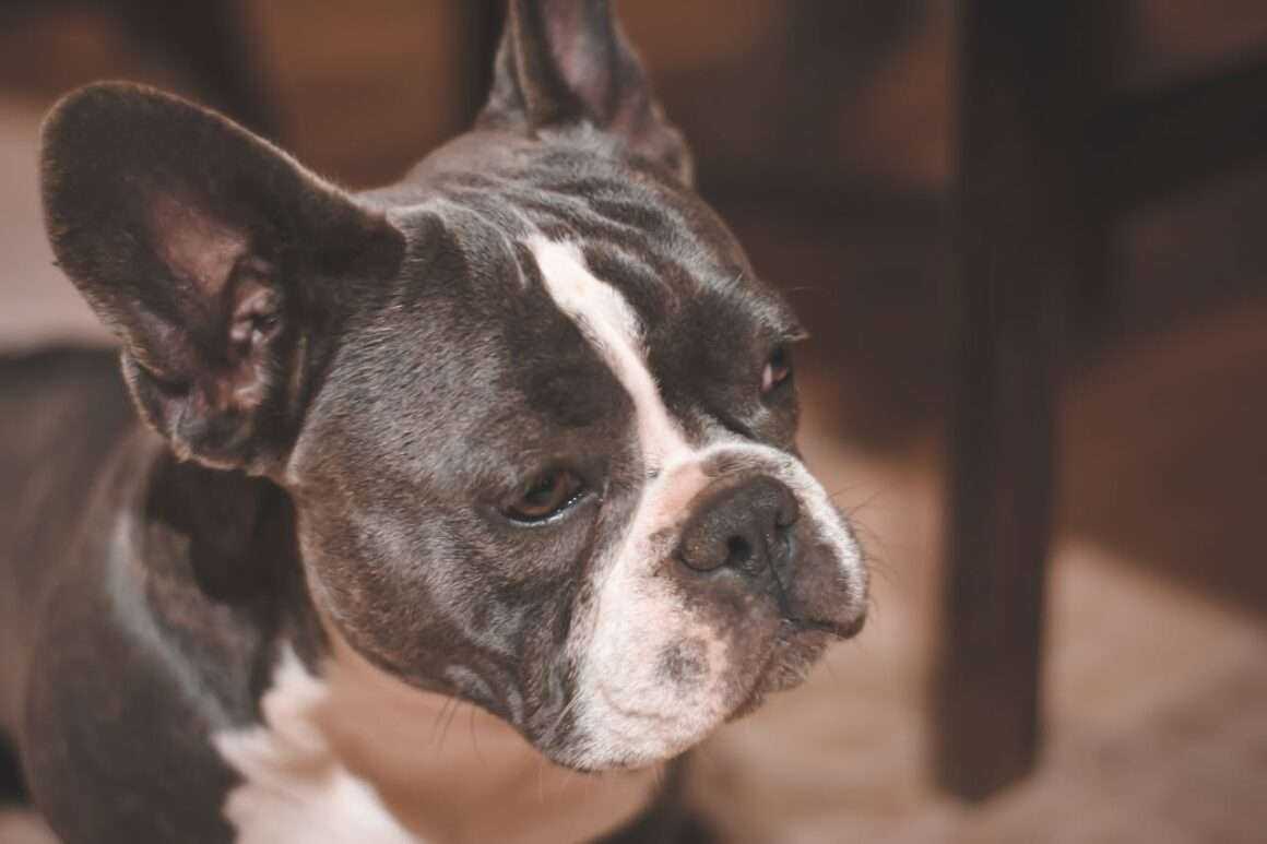 French Bulldog Health: A Guide to Common Issues and Prevention