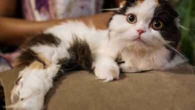 Discover 10 Fascinating Fun Facts about Your Pet Cat