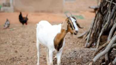 Solar-Powered Goat Milking Machines: Eco-Friendly Solutions