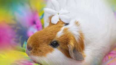 A Guide to Keep Your Guinea Pig Happy and Engaged