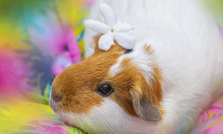 A Guide to Keep Your Guinea Pig Happy and Engaged