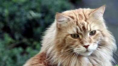 Large Cat Breeds: Exploring 10 Magnificent Feline Giants