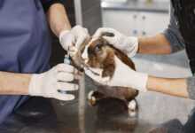 Long-Haired Guinea Pigs: A Guide to Grooming Excellence