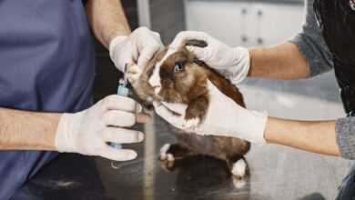 Long-Haired Guinea Pigs: A Guide to Grooming Excellence