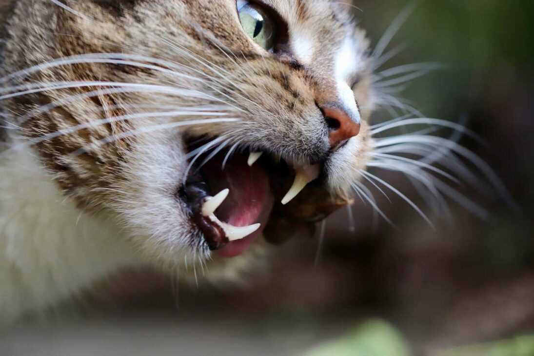 Cat Teeth Cleaning: 5 Shocking Tricks for Pearly Whites