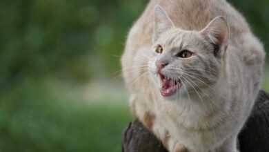 Cat Teeth Cleaning: 5 Shocking Tricks for Pearly Whites