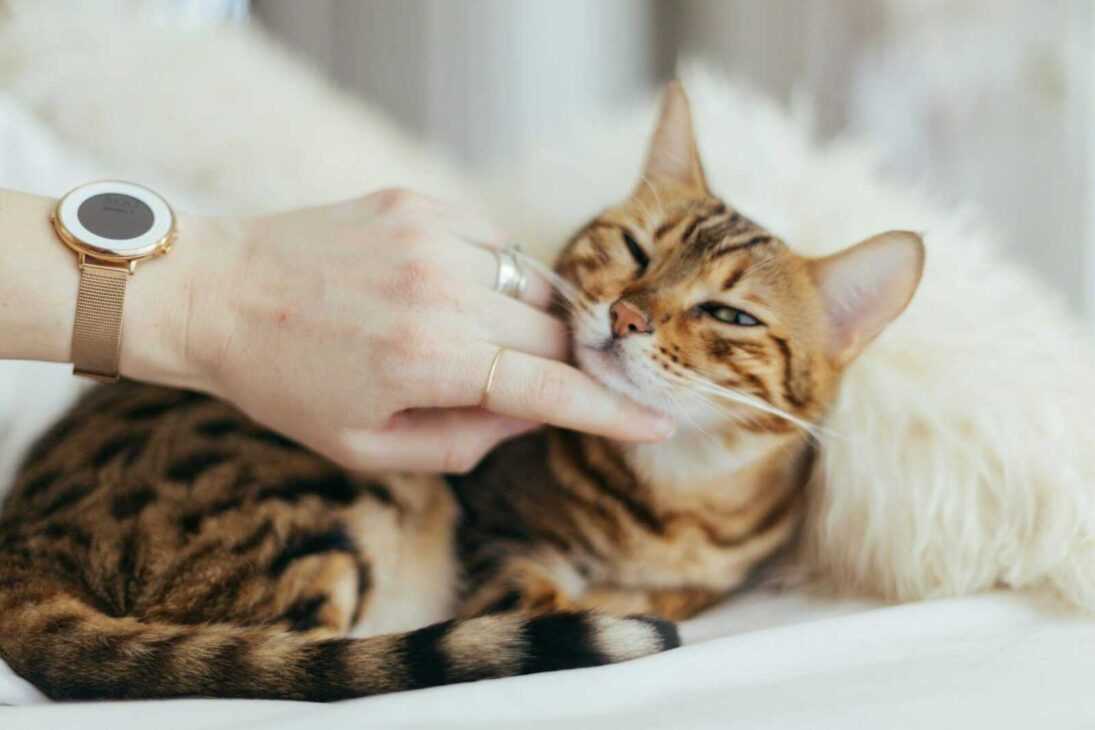 Cat Teeth Cleaning: 5 Shocking Tricks for Pearly Whites