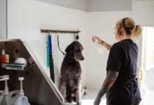 PetSmart Grooming: Unleash Your Pet's Inner Star in 12 Easy Steps