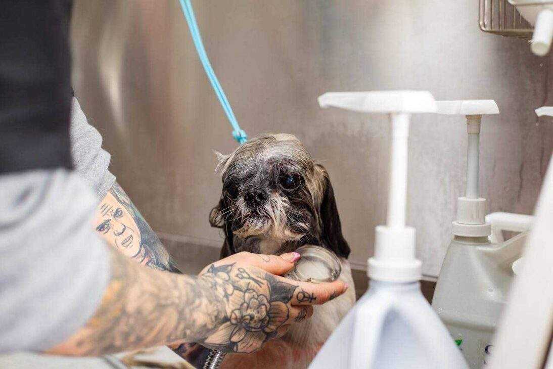 PetSmart Grooming: Unleash Your Pet's Inner Star in 12 Easy Steps