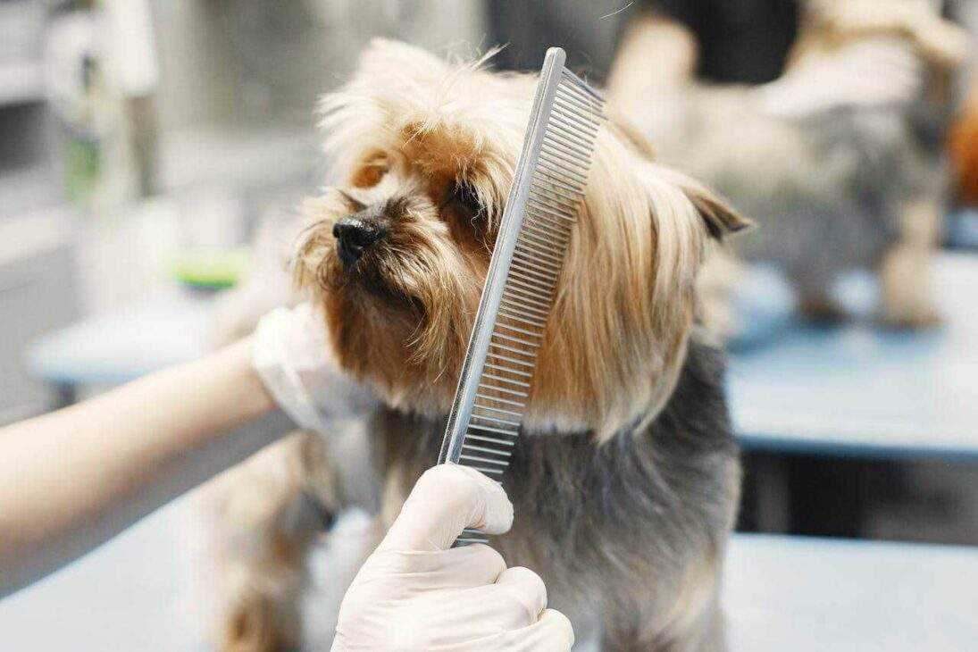 PetSmart Grooming: Unleash Your Pet's Inner Star in 12 Easy Steps