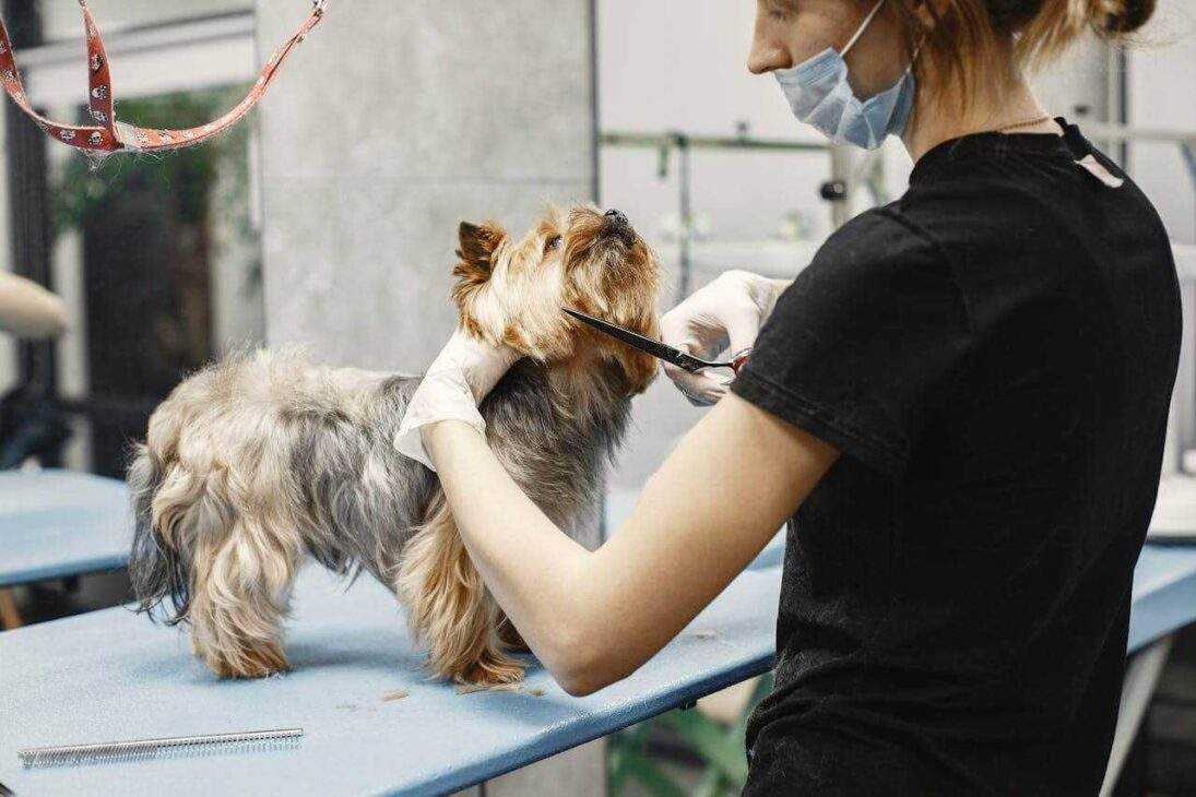 PetSmart Grooming: Unleash Your Pet's Inner Star in 12 Easy Steps