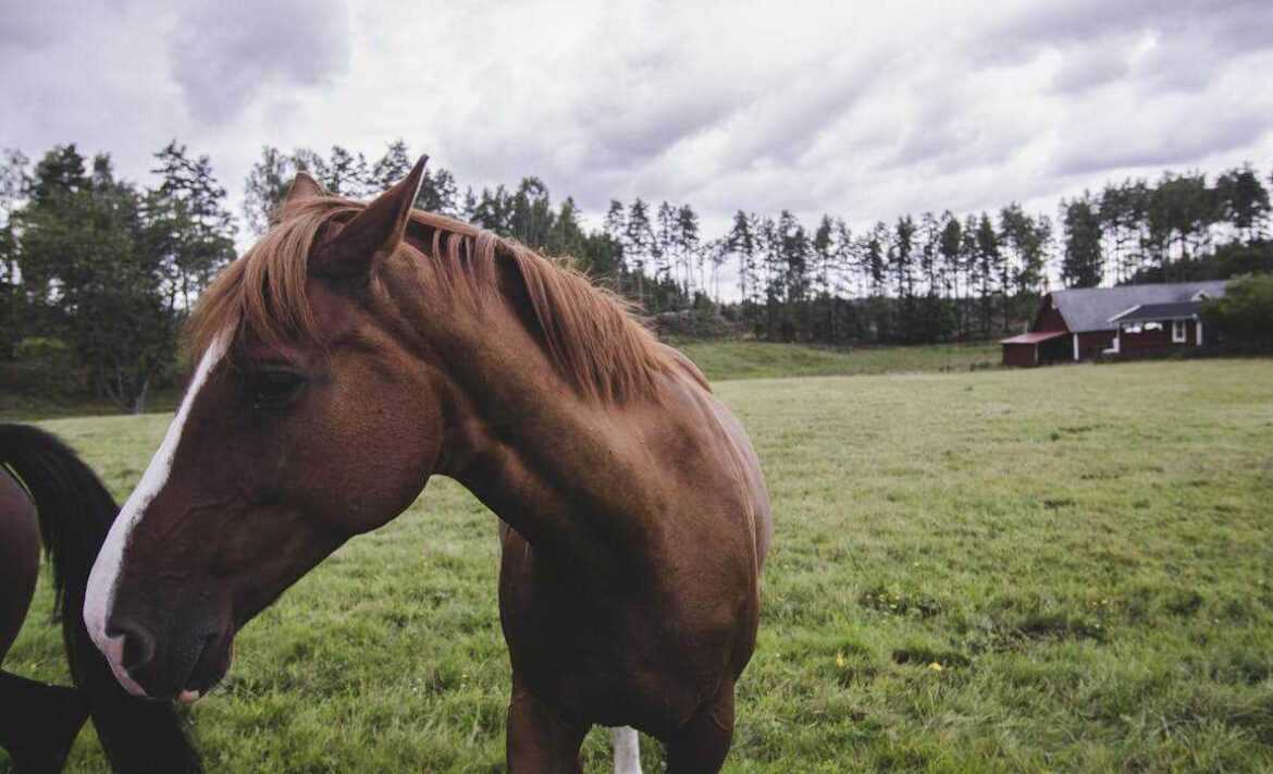 Top 10 Horse Feed Products for Optimal Equine Nutrition