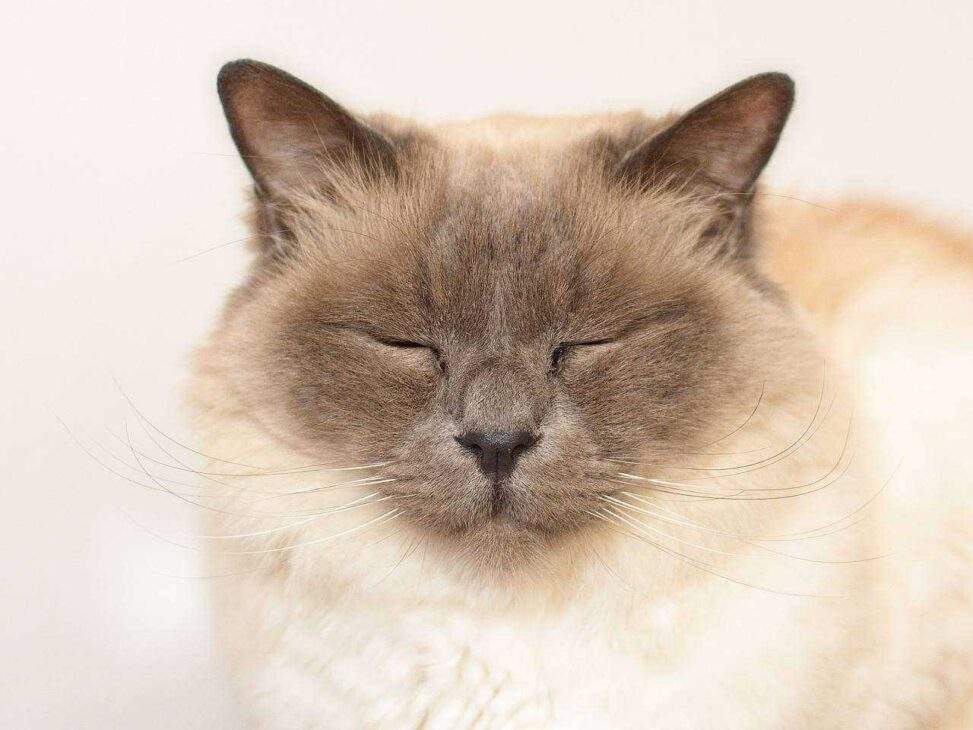 Unlock Birman Magic: 5 Care Essentials for Your Feline Friend!