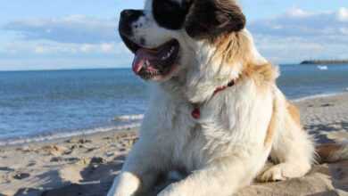 Majesty of Saint Bernards: From No 1 Adorable Puppies to Lifesaving Heroes