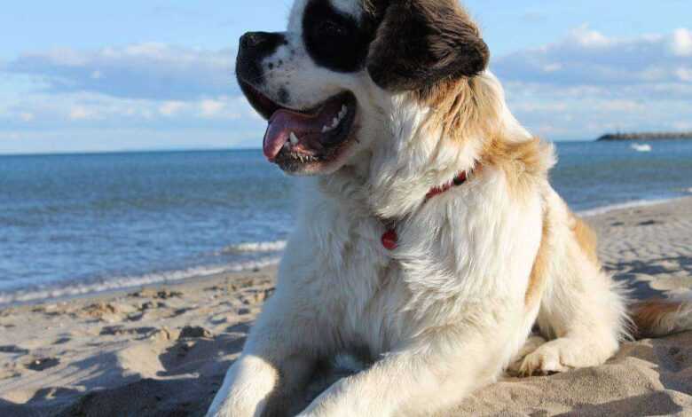 Majesty of Saint Bernards: From No 1 Adorable Puppies to Lifesaving Heroes