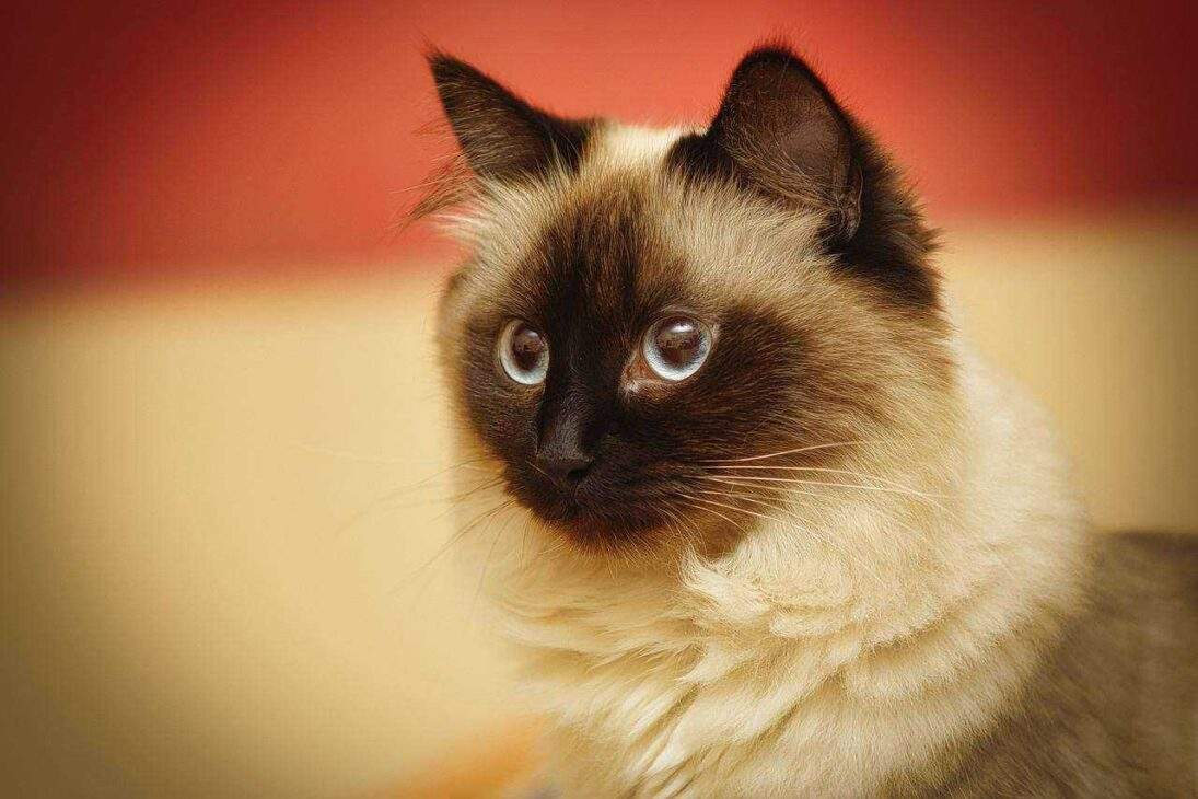 Unlock Birman Magic: 5 Care Essentials for Your Feline Friend!