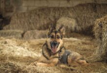 The Perfect Family Dog? 7 Reasons Why an Alsatian is Perfect for You!