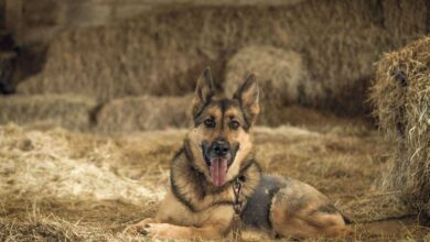 The Perfect Family Dog? 7 Reasons Why an Alsatian is Perfect for You!