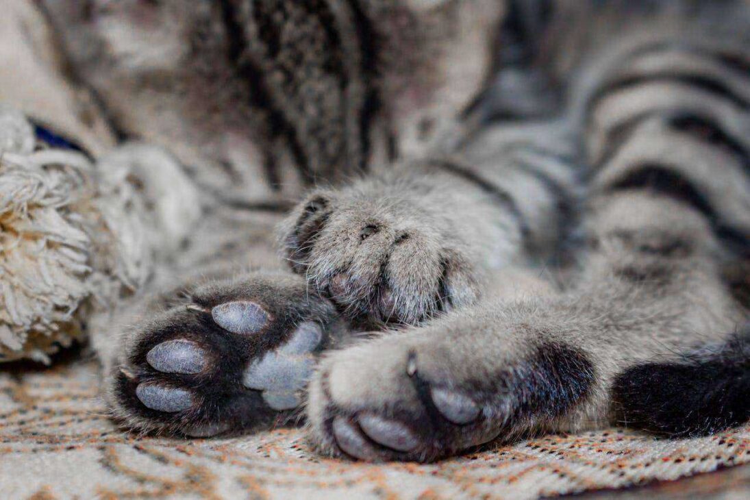 Paws and Claws: Comprehensive Paw Care for Your Beloved Pets