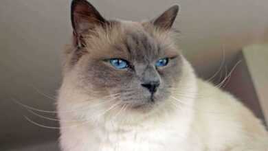 Unlock Birman Magic: 5 Care Essentials for Your Feline Friend!